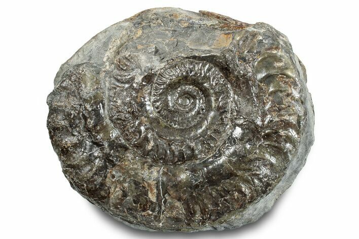 Jurassic Ammonite (Hildoceras) Fossil - England #284047